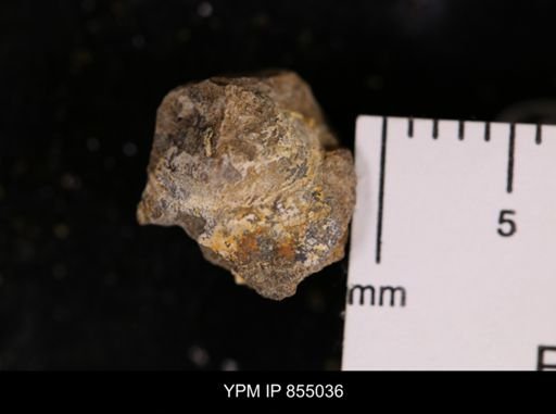 Protocardia sp.