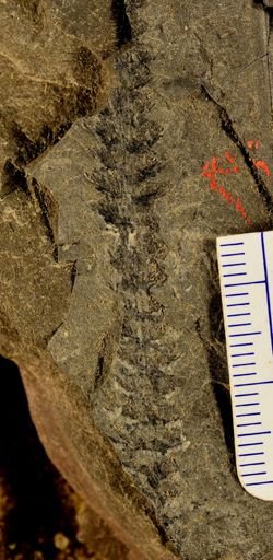 Asterophyllites
