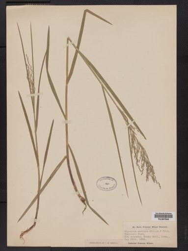 Glyceria nervata