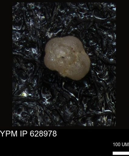 undet. Foraminiferida