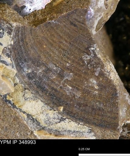 Limopsis striatopunctatus