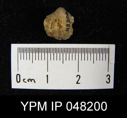 Parmorthis brownsportensis