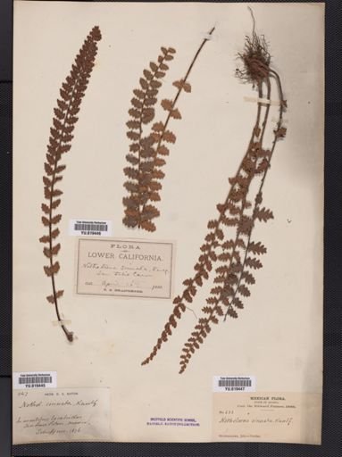 Notholaena