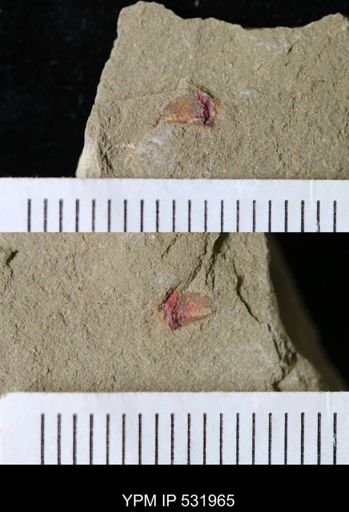 undet. Arthropoda