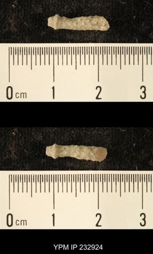 Archaeocidaris sp.