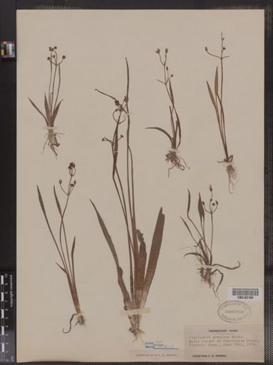 Sagittaria graminea