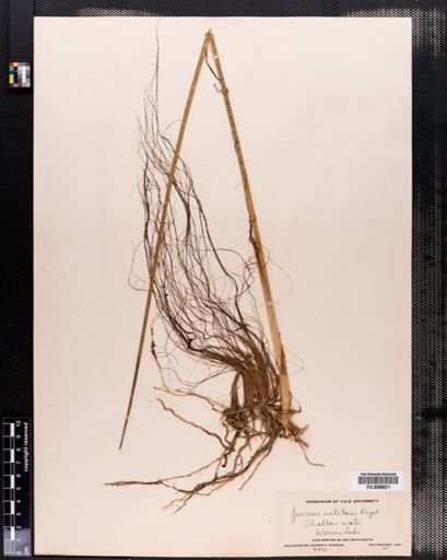Juncus militaris