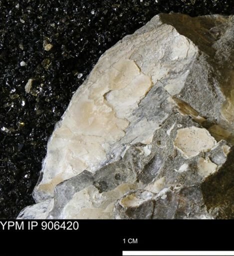 undet. Ammonoidea