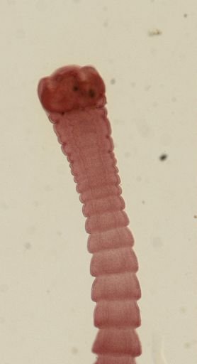 Dipylidium caninum