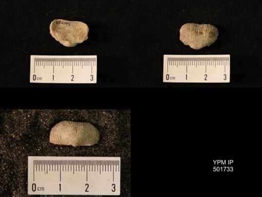 Marginifera lasallensis