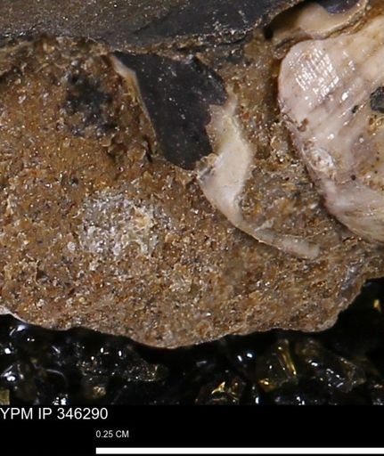 Mollusca?
