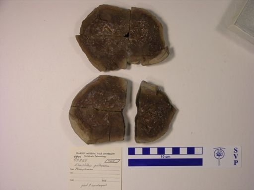 Elonichthys peltigerus