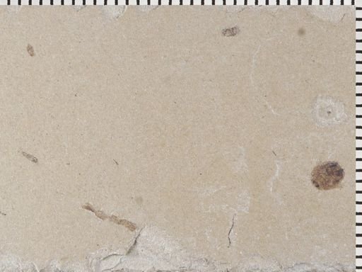 undet. Coleoptera