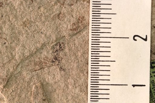 Protazteca elongata