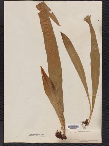 Polypodium