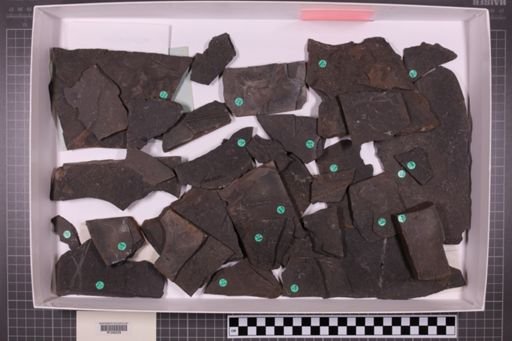 mixed taxa, stratigraphic collection