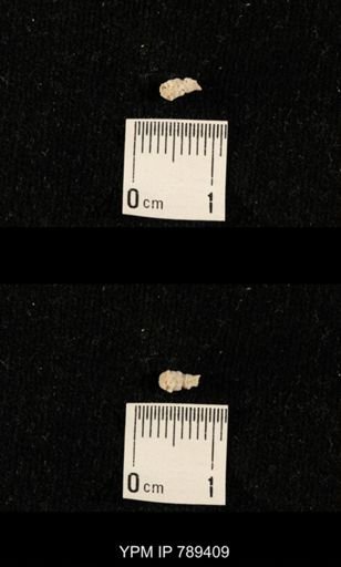 undet. Bryozoa