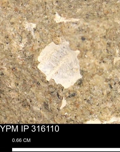 undet. Mollusca