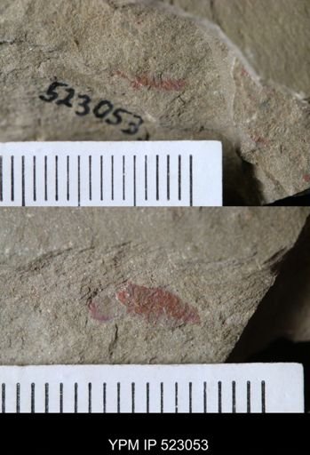 undet. Synziphosurina