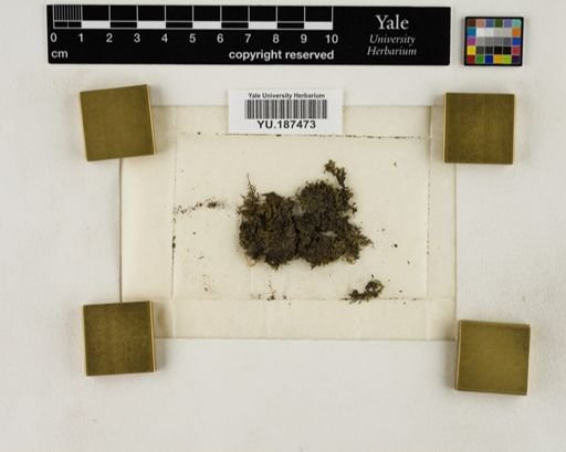 Plantae