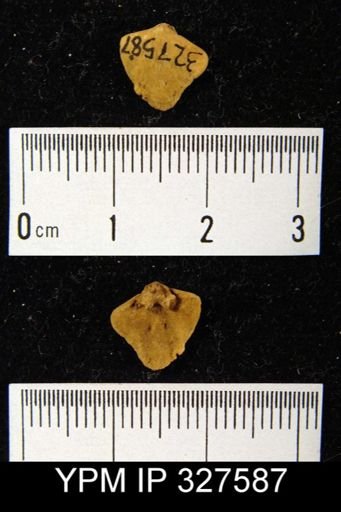 undet. Stringocephaloidea