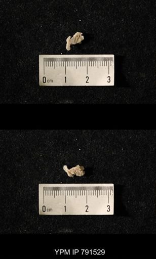 undet. Bryozoa