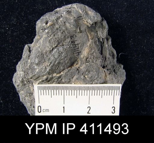 Dictyoclostus?