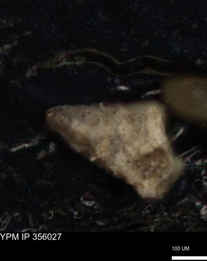 undet. Foraminiferida