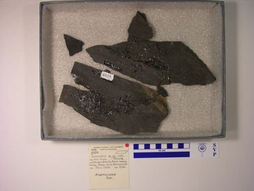 Semionotidae