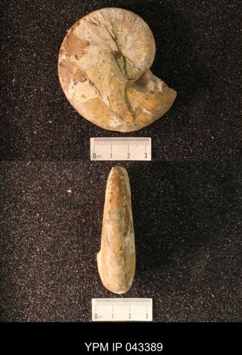 Hoploscaphites nicolletii