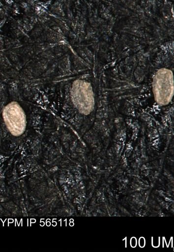 Spirolocammina planula