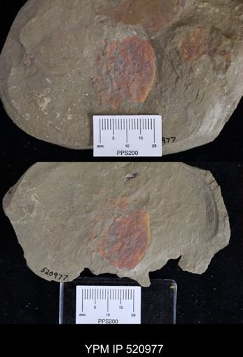 undet. Porifera