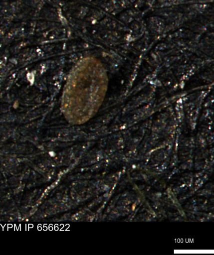 Miliammina manitobensis