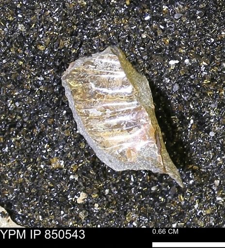 undet. Ammonoidea