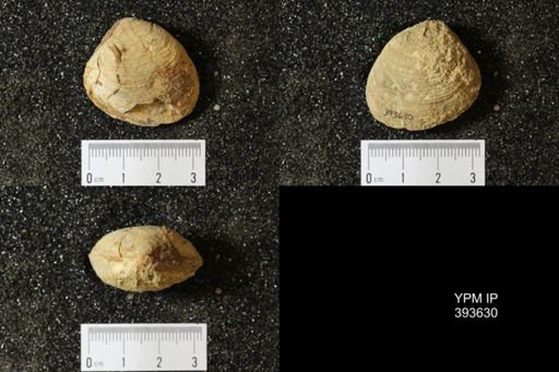 Corbicula?