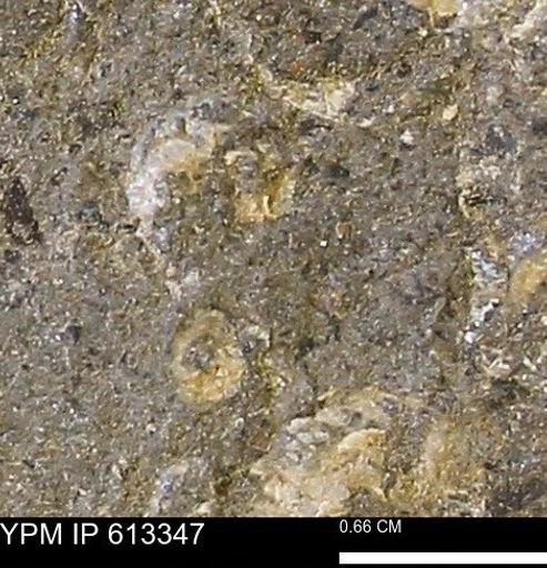 Scaphites sp.
