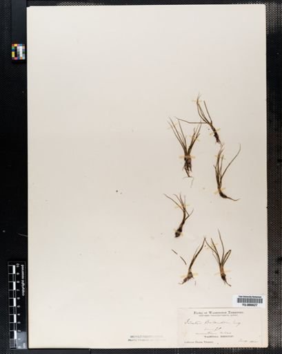 Isoetes