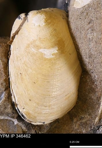 Limopsis striatopunctatus
