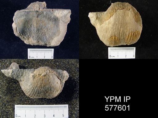 Productus ivesi