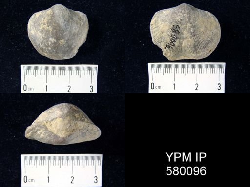 Schizophoria sp.