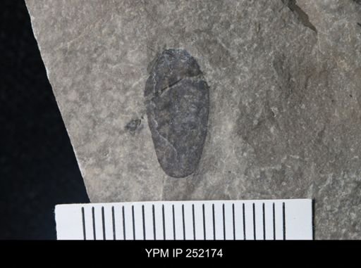 undet. Eurypterida