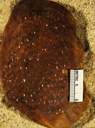 Stigmaria sp.