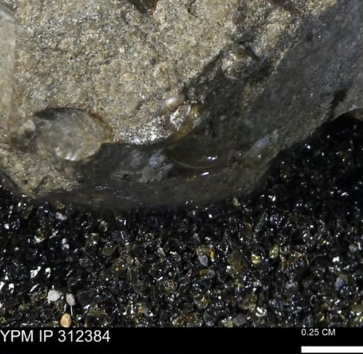 undet. Ammonoidea