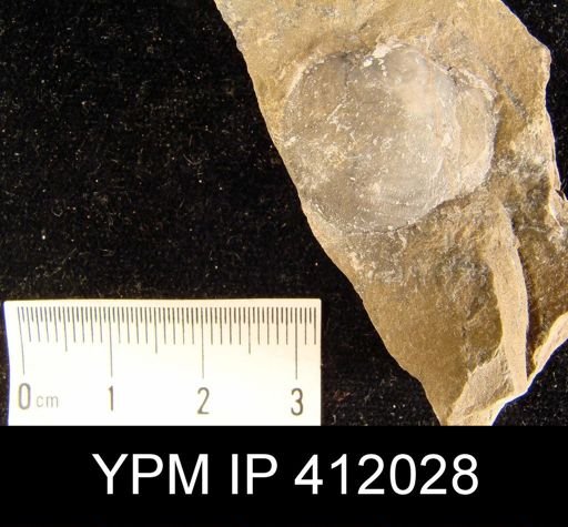 Reticularia sp.