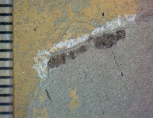 Diptera?