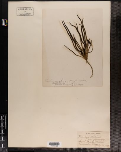 Plantae