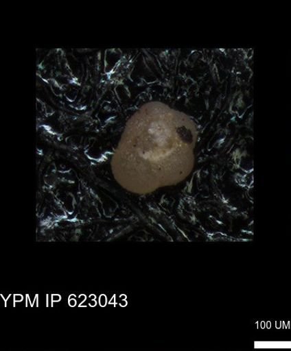 undet. Foraminiferida