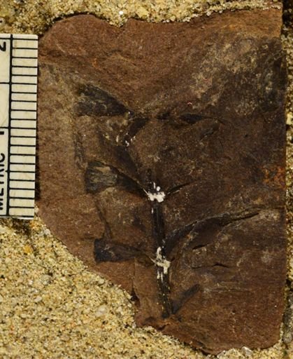 Sphenophyllum sp.