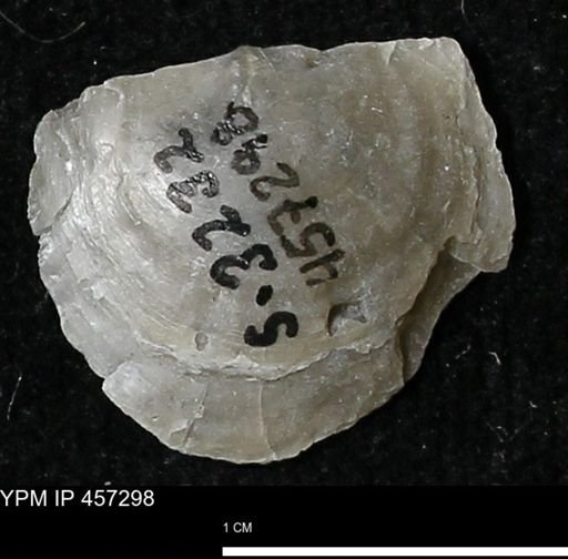 Pholidostrophia iowaensis