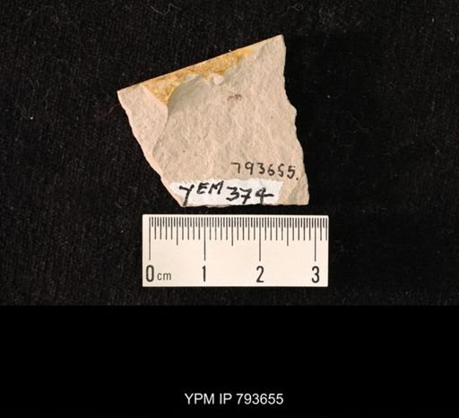 undet. Diptera